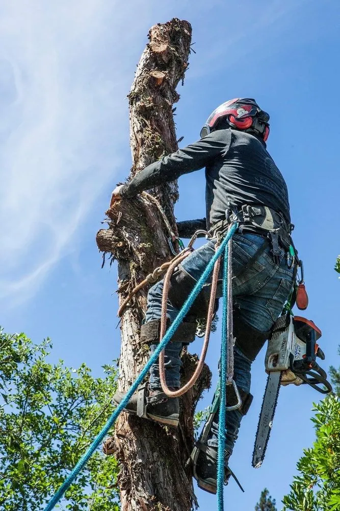 Custom landscape installation near you in Perth Amboy, NJ by Arevalo tree services & landscaping