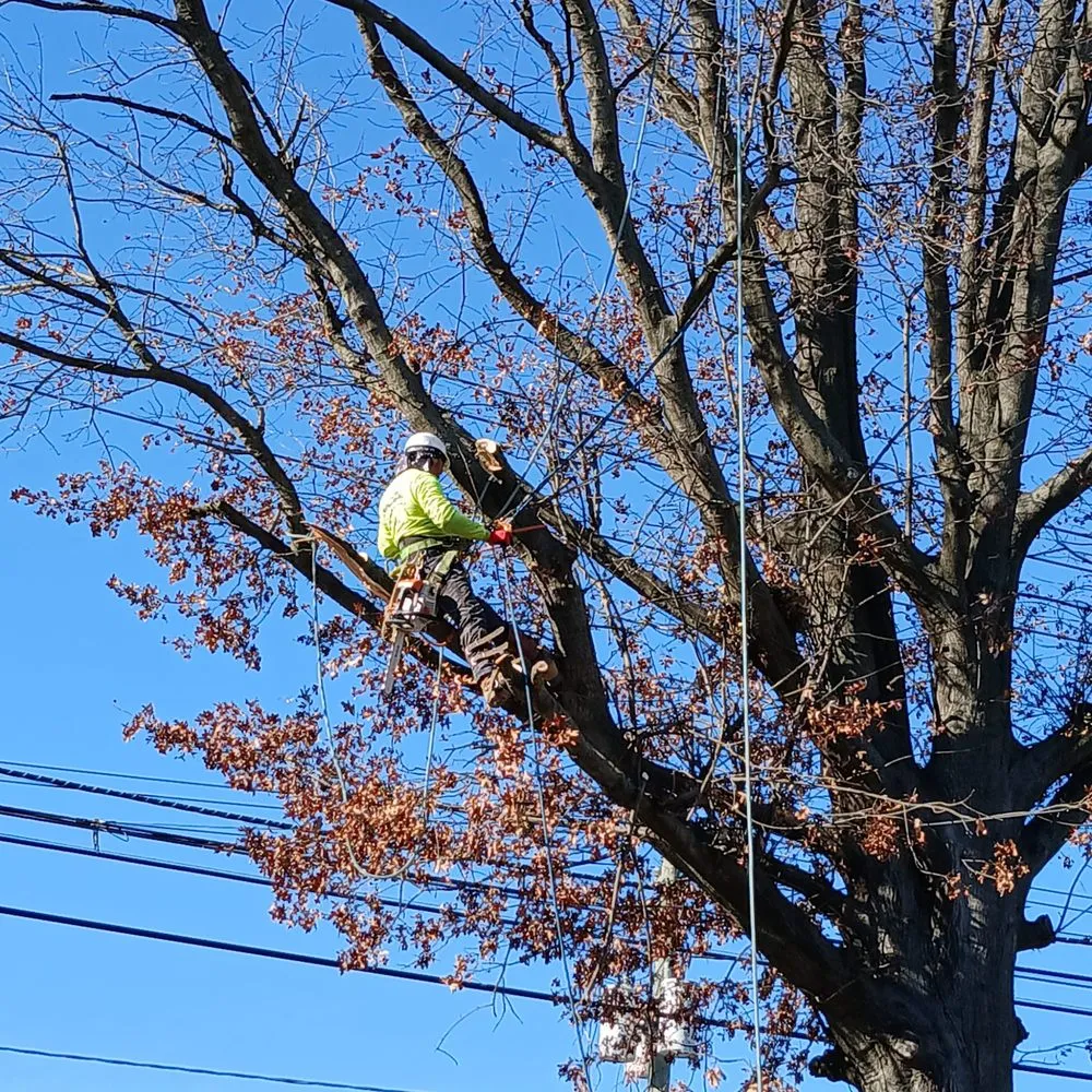 Top-rated yard maintenance for year-round maintenance across Perth Amboy, NJ - Arevalo tree services & landscaping