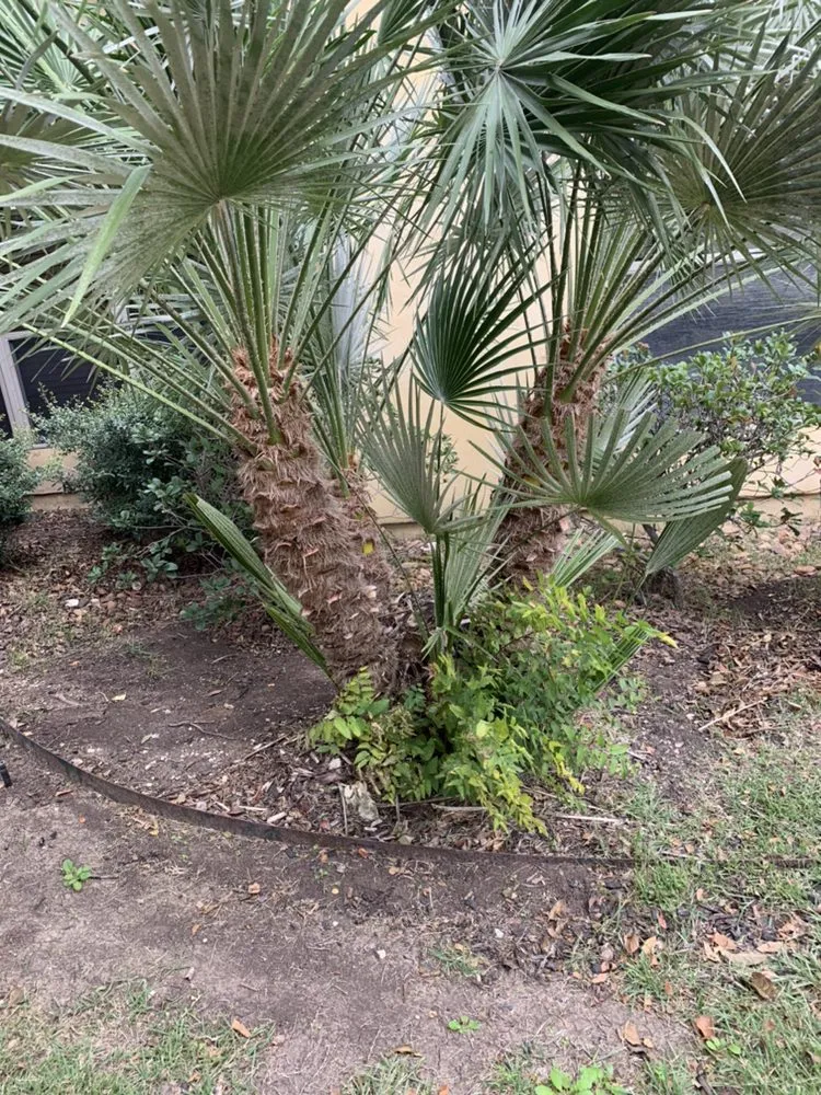 Top-rated yard cleanup service for beautiful yards in San Antonio, TX by Arevalo’s landscape