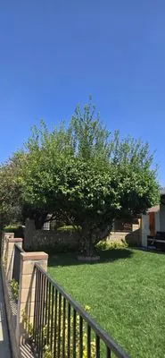 Argemi Landscaping Logo