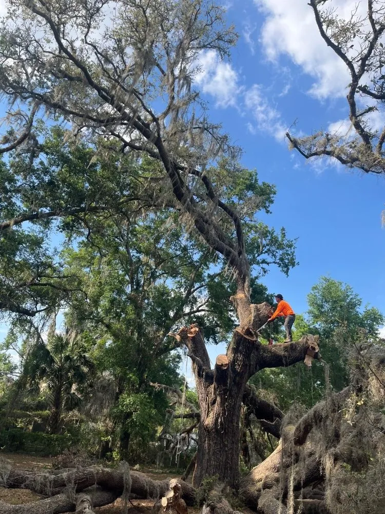 Top-rated yard cleanup service experts serving Bushnell, FL - Argoss Hands