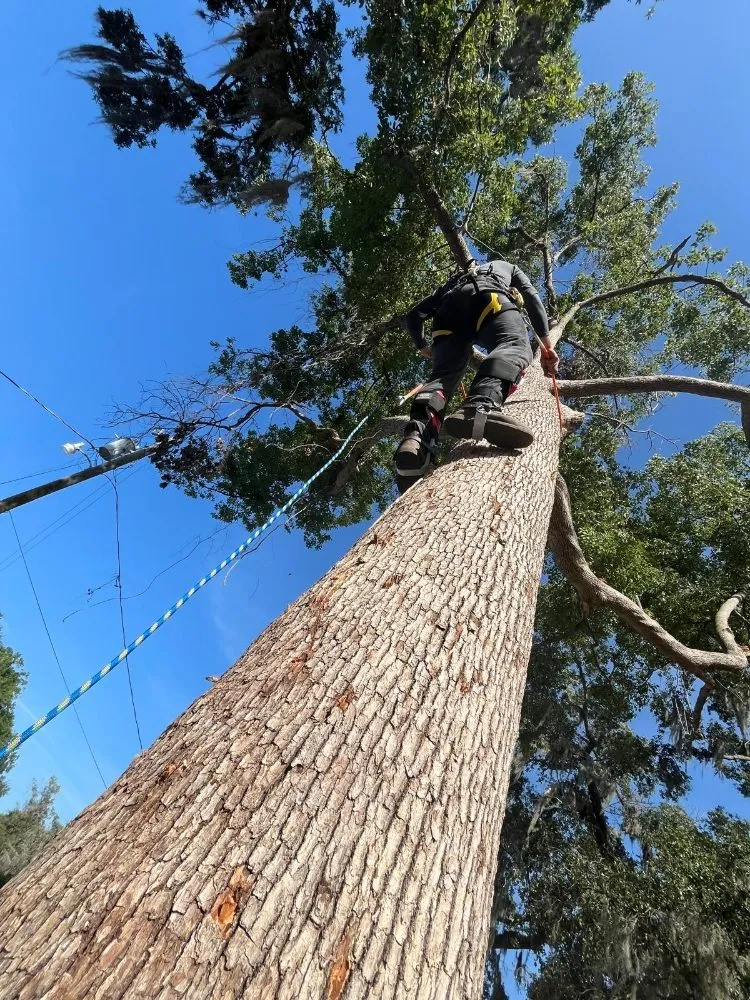 Expert residential landscaping in Bushnell, FL by Argoss Hands