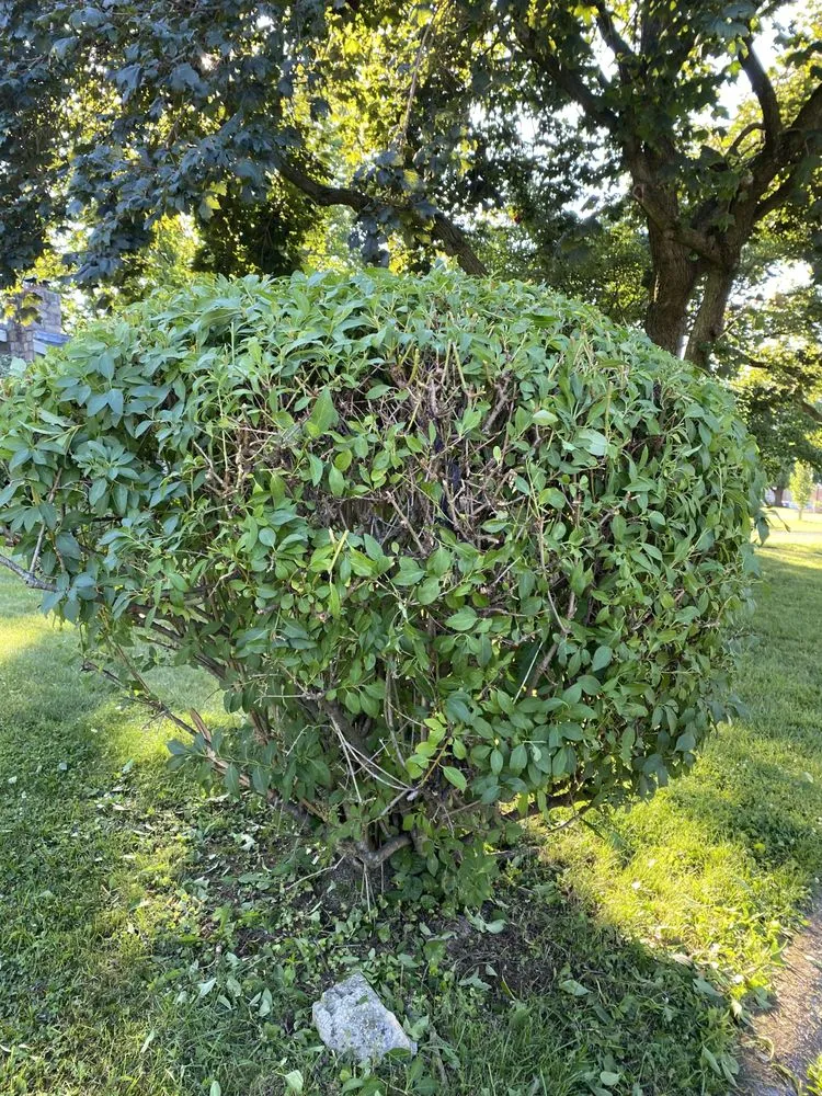 Custom residential landscaping with custom design across Allentown, PA - Argueta's Lawn Care