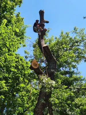 Arias Landscape & Design Logo