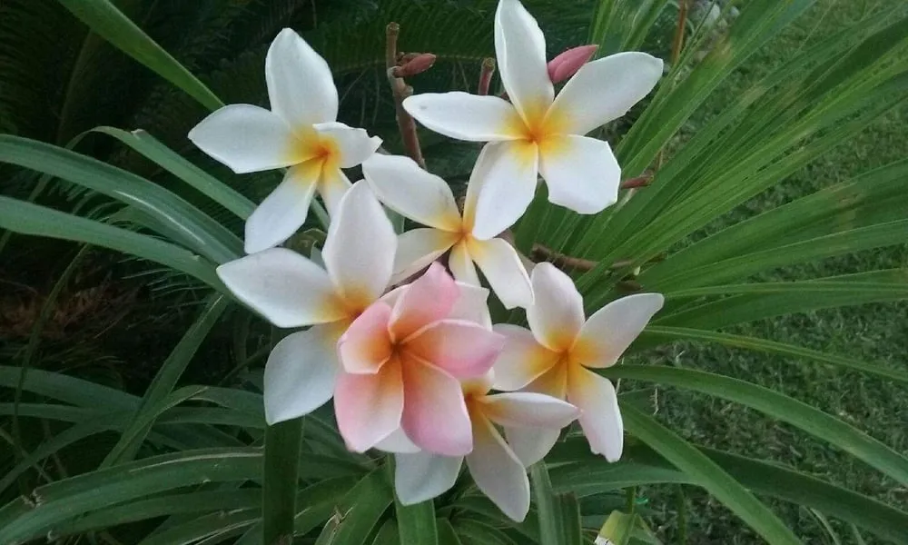 Affordable residential landscaping for outdoor upgrades across Orange, CA - Arias Landscape and Garden Service