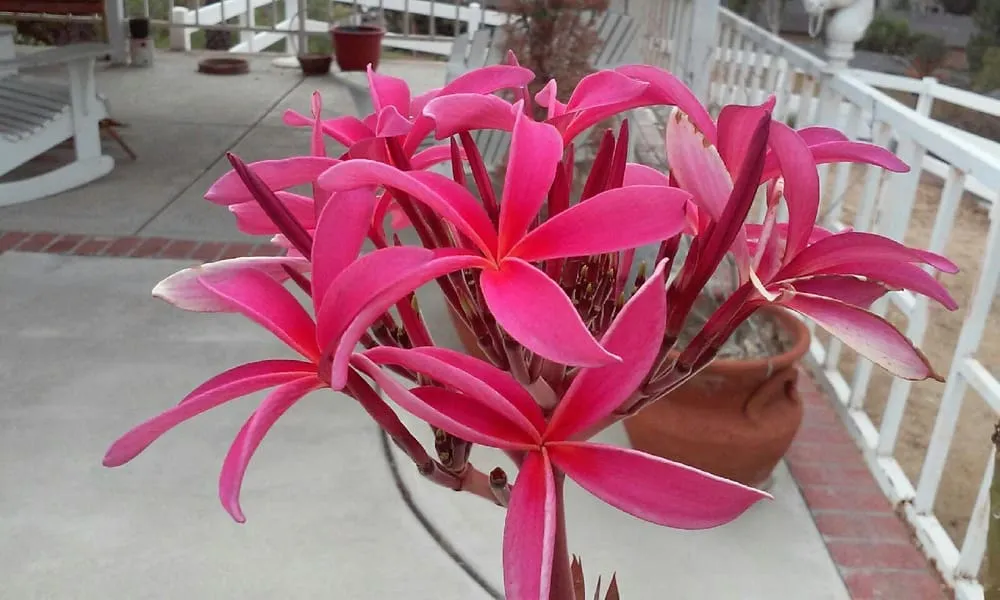 Reliable residential landscaping with custom design across Orange, CA - Arias Landscape and Garden Service