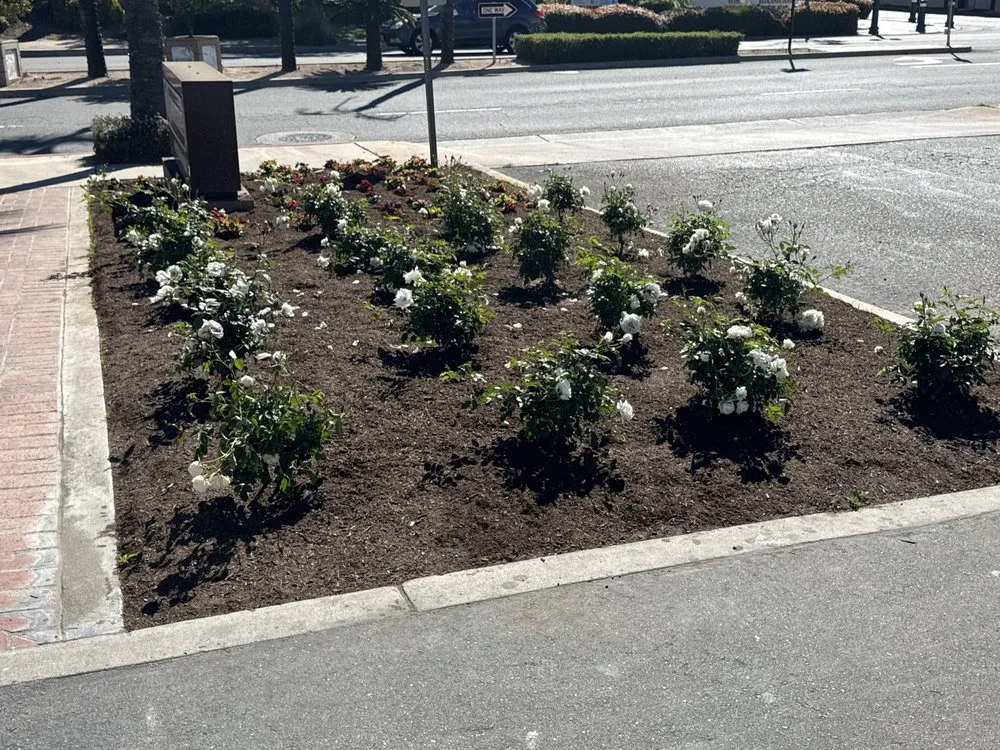 Local yard maintenance for year-round maintenance across Fontana, CA - Arias Landscaping