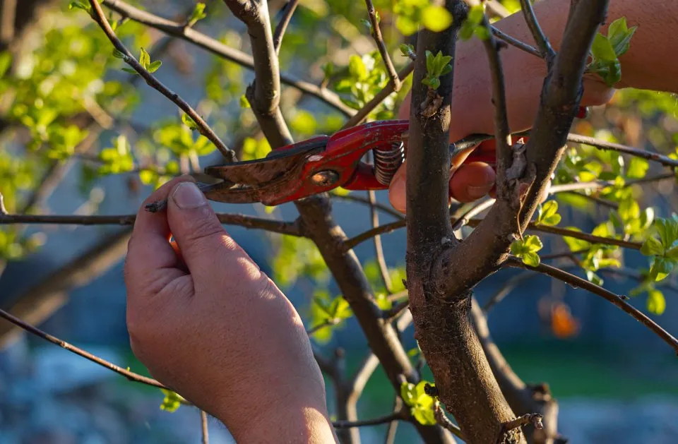 Professional lawn care service for year-round maintenance in College Station, TX by Arias Lawn & Tree Service
