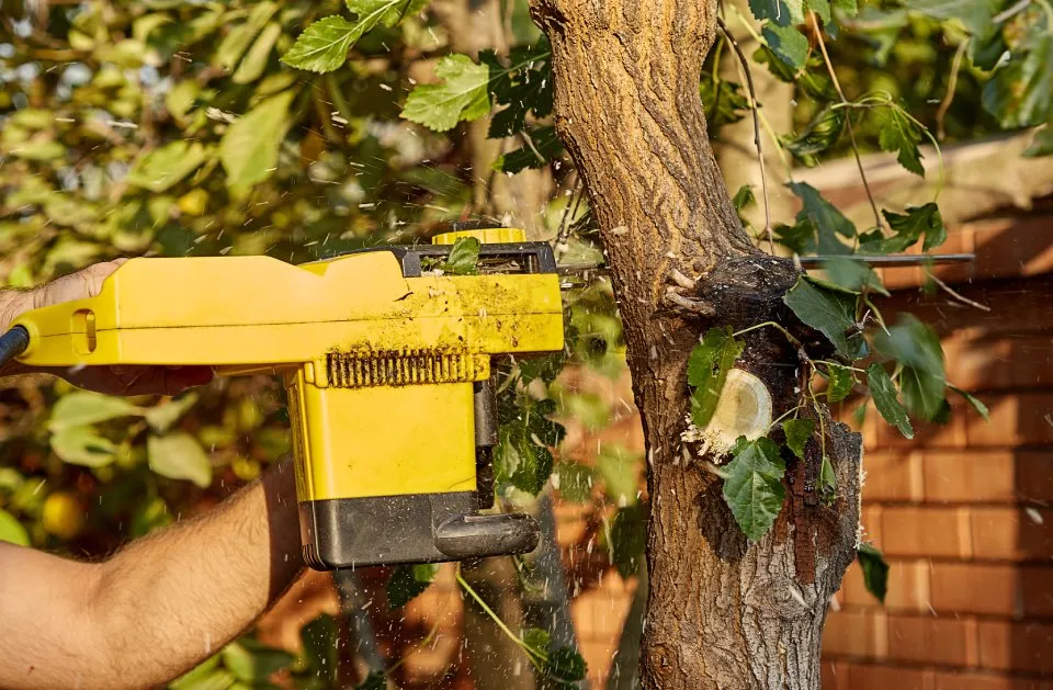 Local residential landscaping in College Station, TX by Arias Lawn & Tree Service