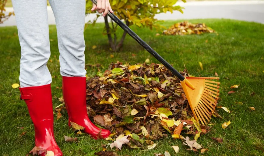Local yard cleanup service experts serving College Station, TX - Arias Lawn & Tree Service