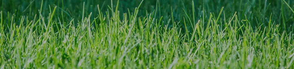 Trusted yard maintenance experts serving College Station, TX - Arias Lawn & Tree Service