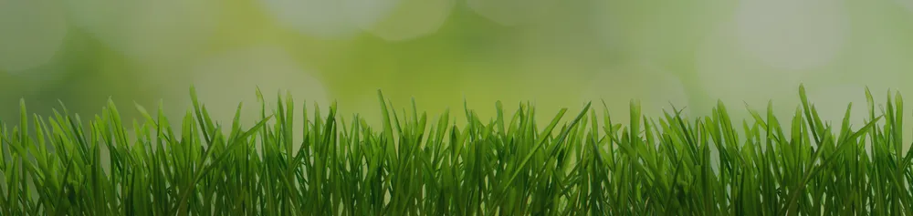 Custom yard maintenance experts serving College Station, TX - Arias Lawn & Tree Service