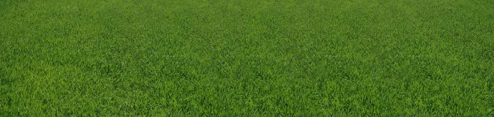 Expert yard maintenance for beautiful yards across College Station, TX - Arias Lawn & Tree Service