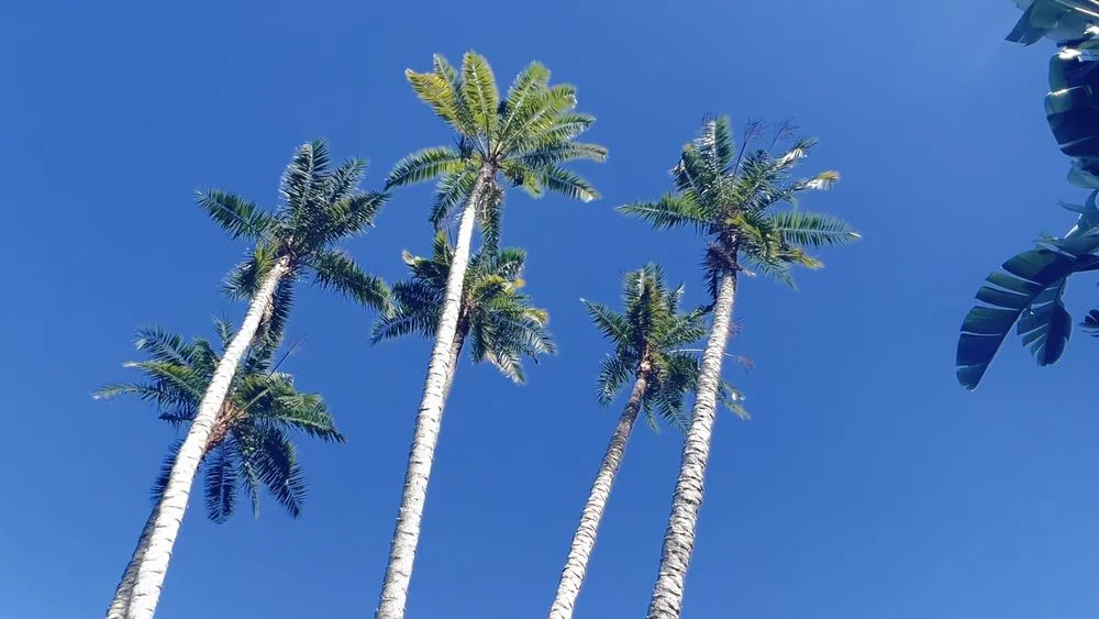 Reliable landscape installation experts serving Jacksonville, FL - Aria's Lawn Care & Landscaping