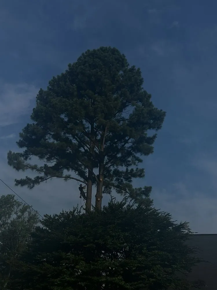 Custom lawn mowing service for beautiful yards in Stafford, VA by Aribelen Tree Services