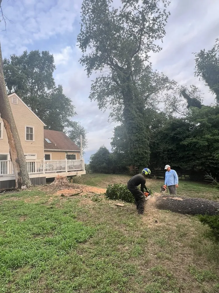 Expert landscape installation in Stafford, VA by Aribelen Tree Services