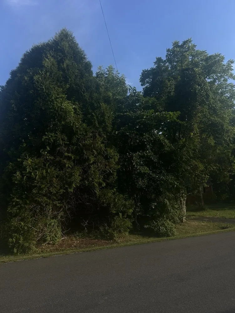 Top-rated landscape installation for residential properties in Stafford, VA by Aribelen Tree Services