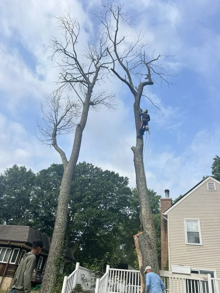 Reliable lawn care service experts serving Stafford, VA - Aribelen Tree Services