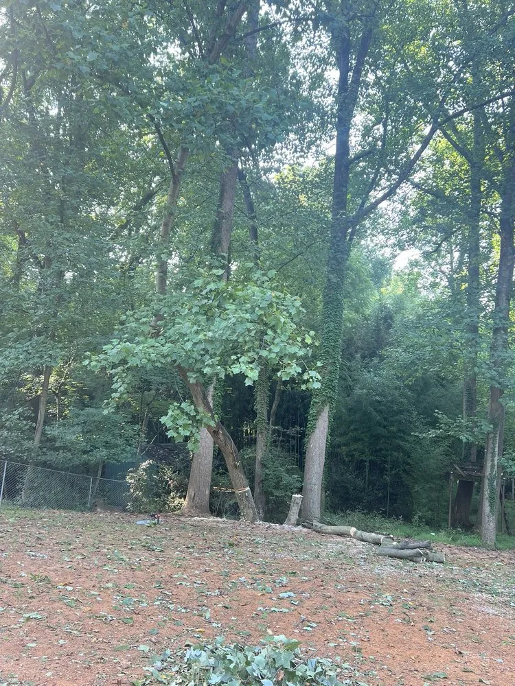 Local yard maintenance for residential properties across Stafford, VA - Aribelen Tree Services