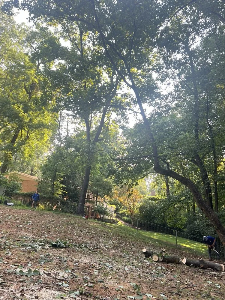 Reliable lawn care service in Stafford, VA - Aribelen Tree Services