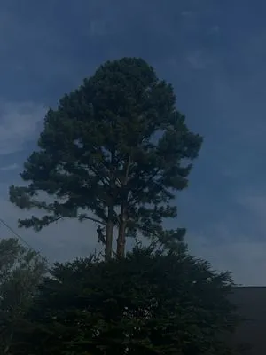 Aribelen Tree Services Logo