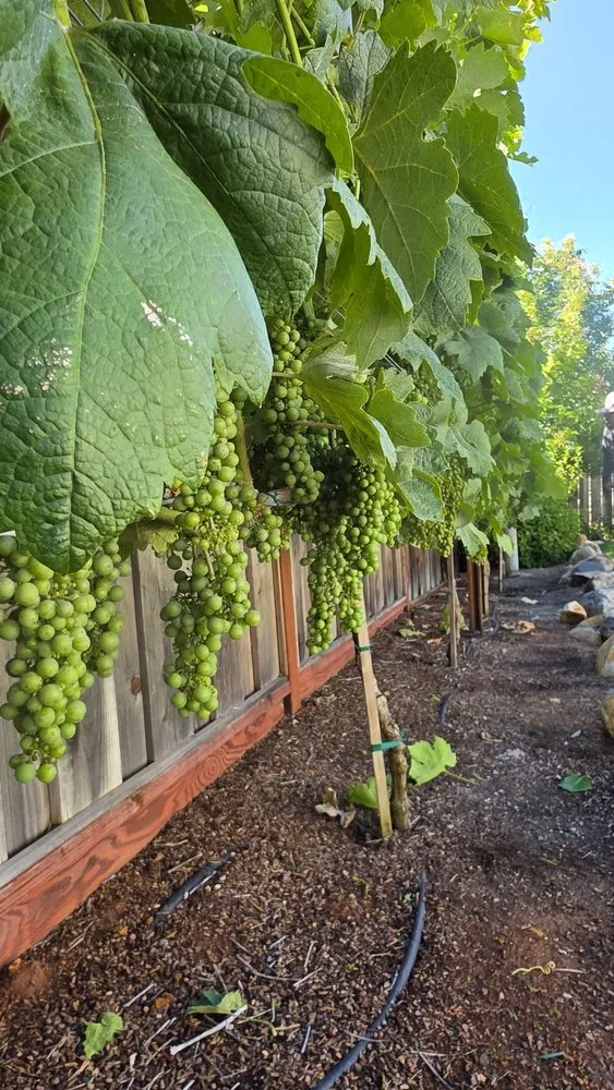 Reliable lawn care service in Windsor, CA - Ariel’s General Jobs