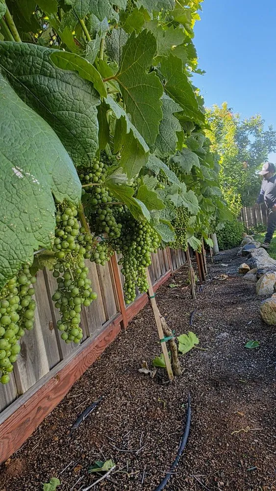 Custom yard maintenance in Windsor, CA by Ariel’s General Jobs