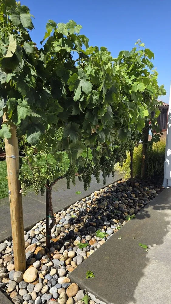 Top-rated landscape design in Windsor, CA by Ariel’s General Jobs