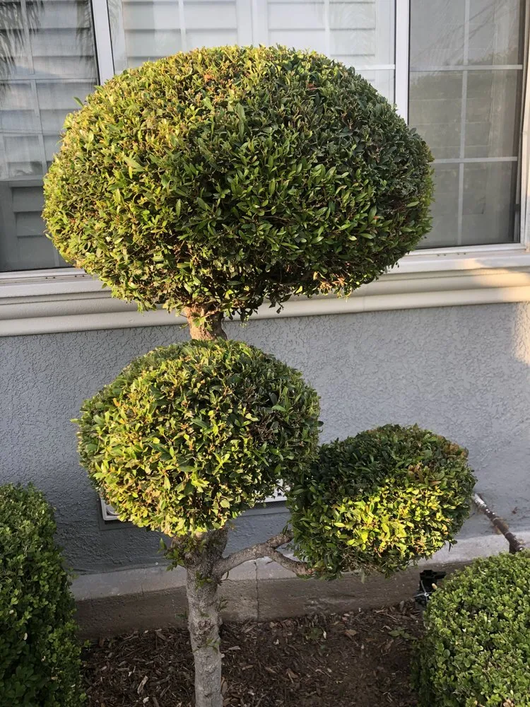 Trusted residential landscaping in La Habra, CA by Aries’s Complete Care