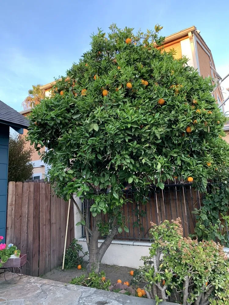 Expert landscape installation for outdoor upgrades across La Habra, CA - Aries’s Complete Care