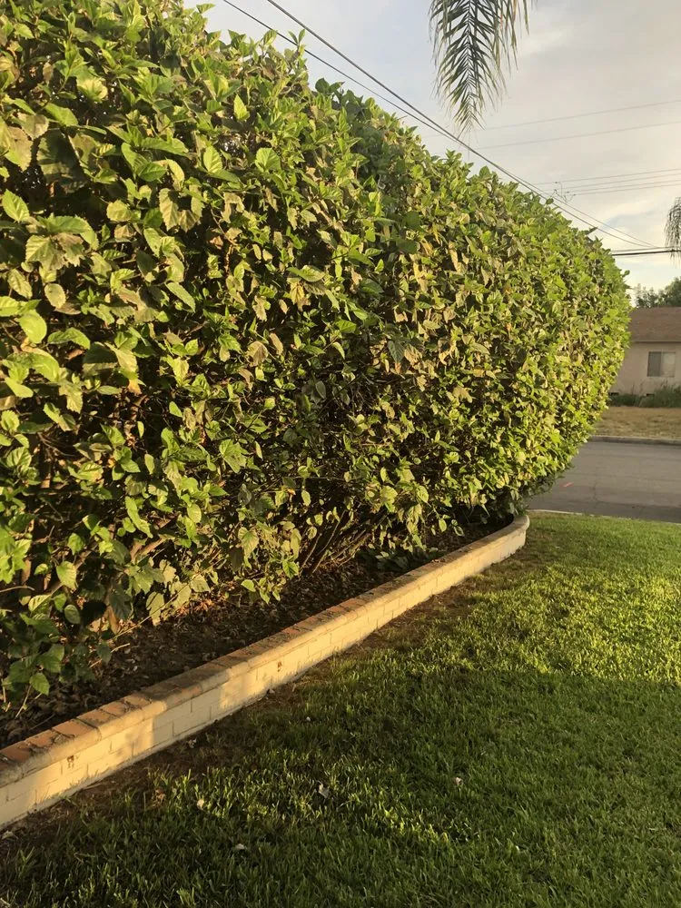 Top-rated outdoor landscaping for beautiful yards across La Habra, CA - Aries’s Complete Care