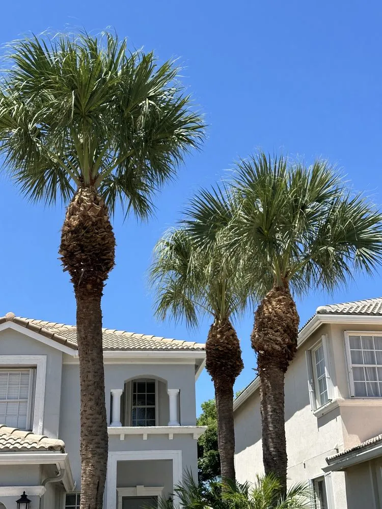 Custom garden landscaping for beautiful yards across Palm Springs, FL - Arika Palm