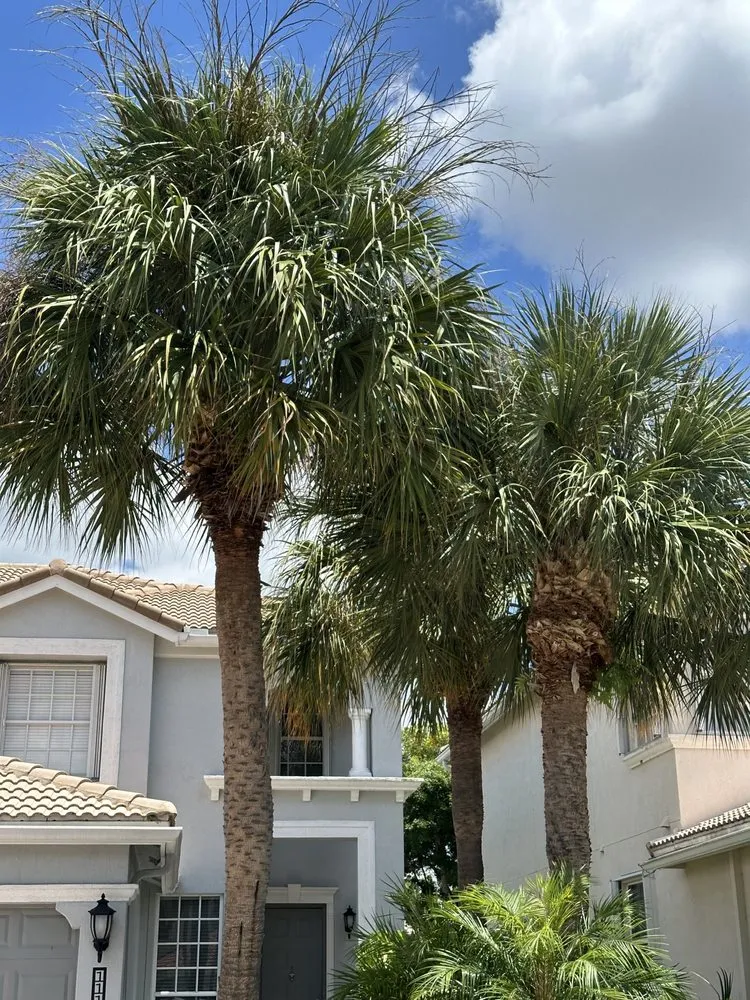 Expert yard cleanup service for outdoor upgrades across Palm Springs, FL - Arika Palm