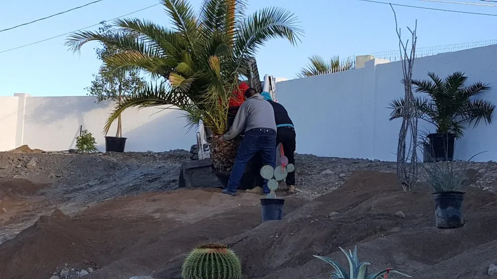Reliable outdoor landscaping in Lake Havasu City, AZ by Arizona Garden Nursery & Landscaping