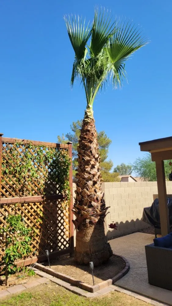 Top-rated residential landscaping in Surprise, AZ by Arizona Homes & Inspections