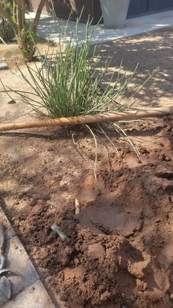 Professional residential landscaping for homes across Surprise, AZ - Arizona Homes & Inspections