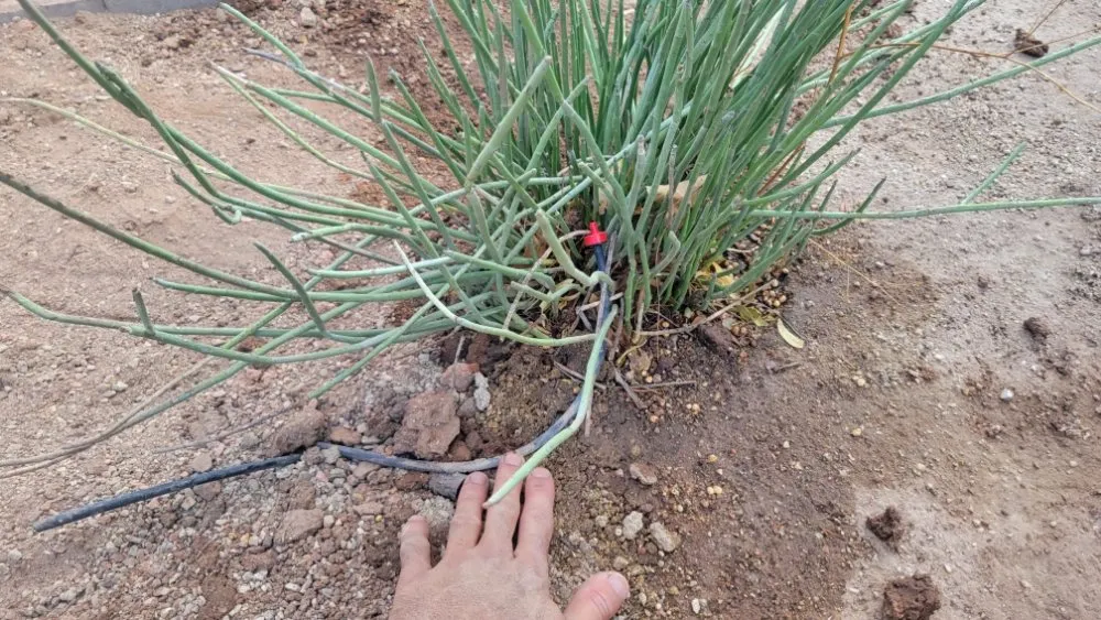 Trusted yard cleanup service in Surprise, AZ - Arizona Homes & Inspections