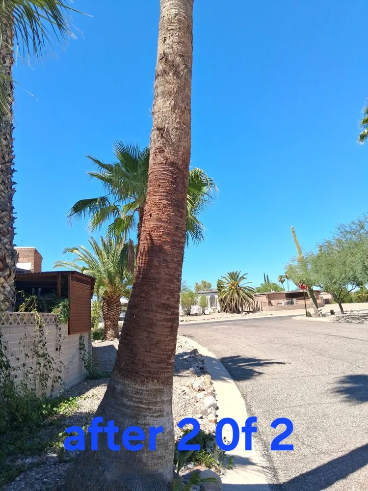 Custom yard maintenance in Tucson, AZ - Arizona Landscaping