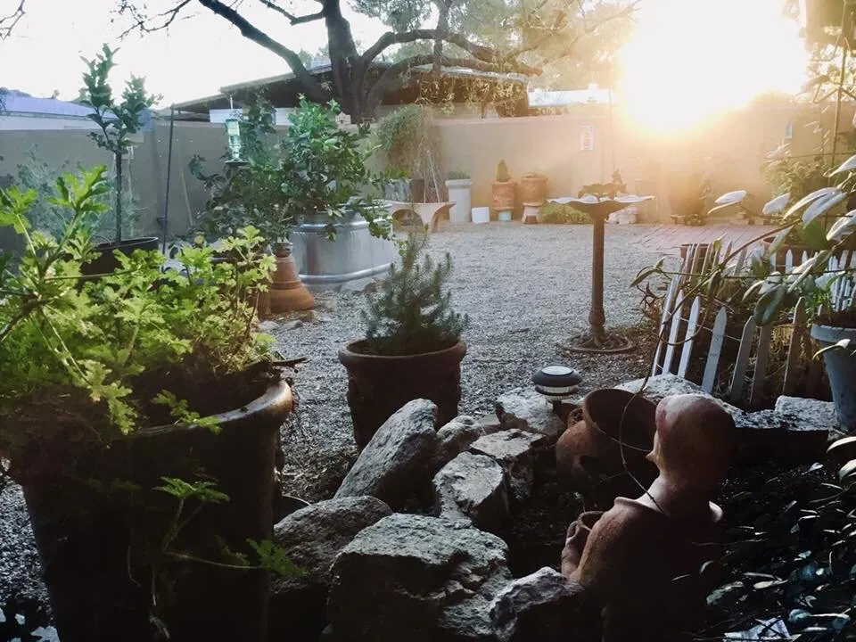 Custom yard cleanup service in Tucson, AZ by Arizona Landshapes