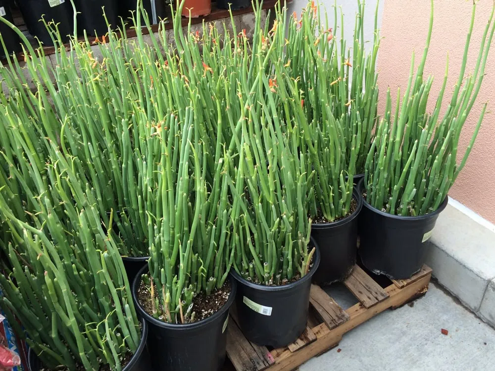 Trusted outdoor landscaping in Tucson, AZ by Arizona Landshapes