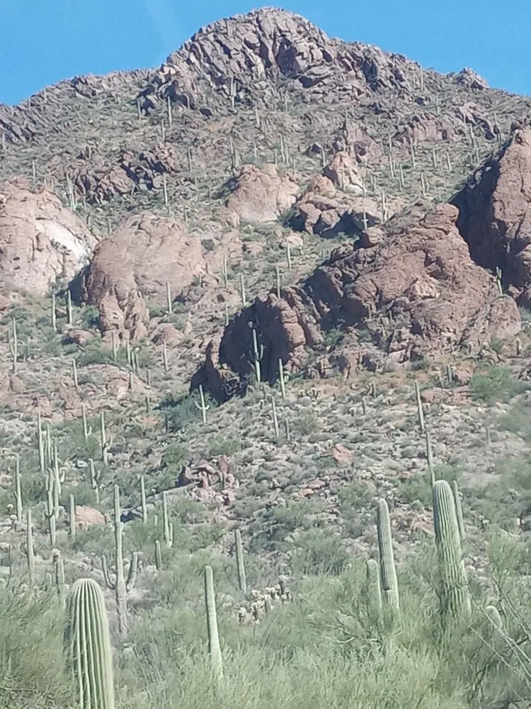 Expert outdoor landscaping in Tucson, AZ by Arizona Oasis Landscape and Handyman