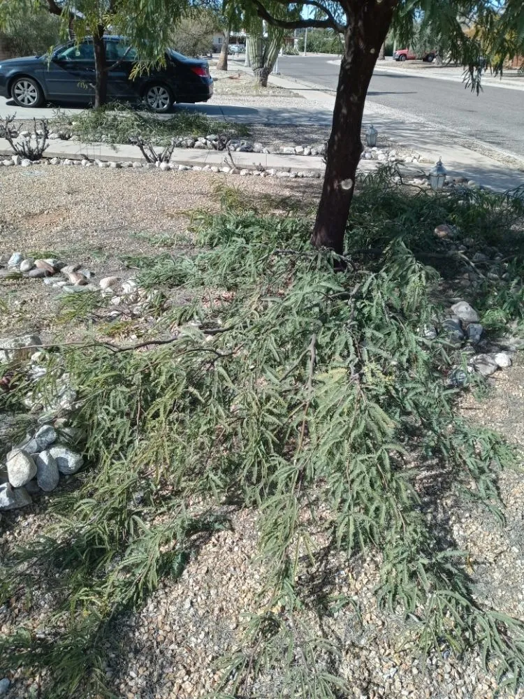 Expert lawn mowing service near you in Tucson, AZ by Arizona Oasis Landscape and Handyman