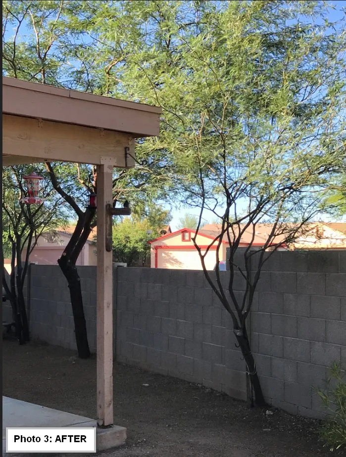 Reliable lawn care service with custom design in Tucson, AZ by Arizona Ponds & Landscaping