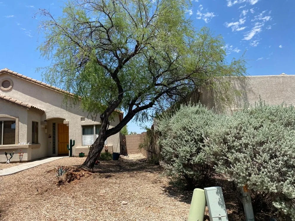 Professional yard cleanup service in Tucson, AZ by Arizona Pro Landscaping