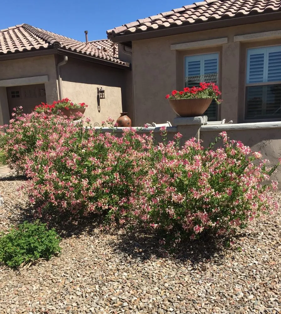 Professional yard cleanup service in Tucson, AZ by Arizona Proscapes