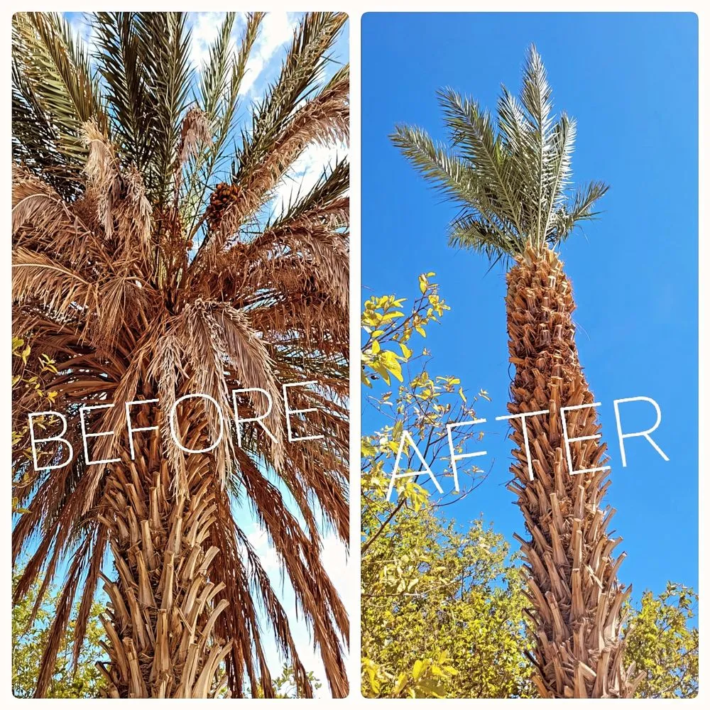 Custom landscape design in Yuma, AZ by Arizona Quality Landscaping