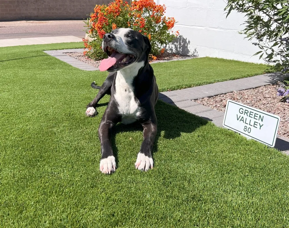 Affordable landscape installation in Avondale, AZ - Arizona Turf Masters