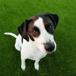 Affordable yard cleanup service for year-round maintenance in Mesa, AZ by Arizona Turf Masters