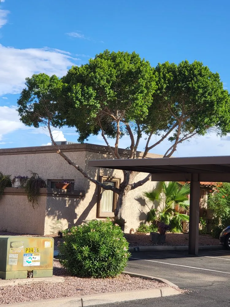 Local yard cleanup service near you across Chandler, AZ - Arizona's Best Landscape Maintenance