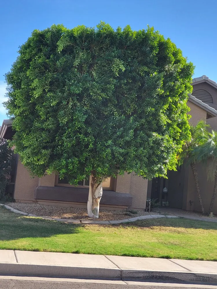 Expert outdoor landscaping experts serving Chandler, AZ - Arizona's Best Landscape Maintenance